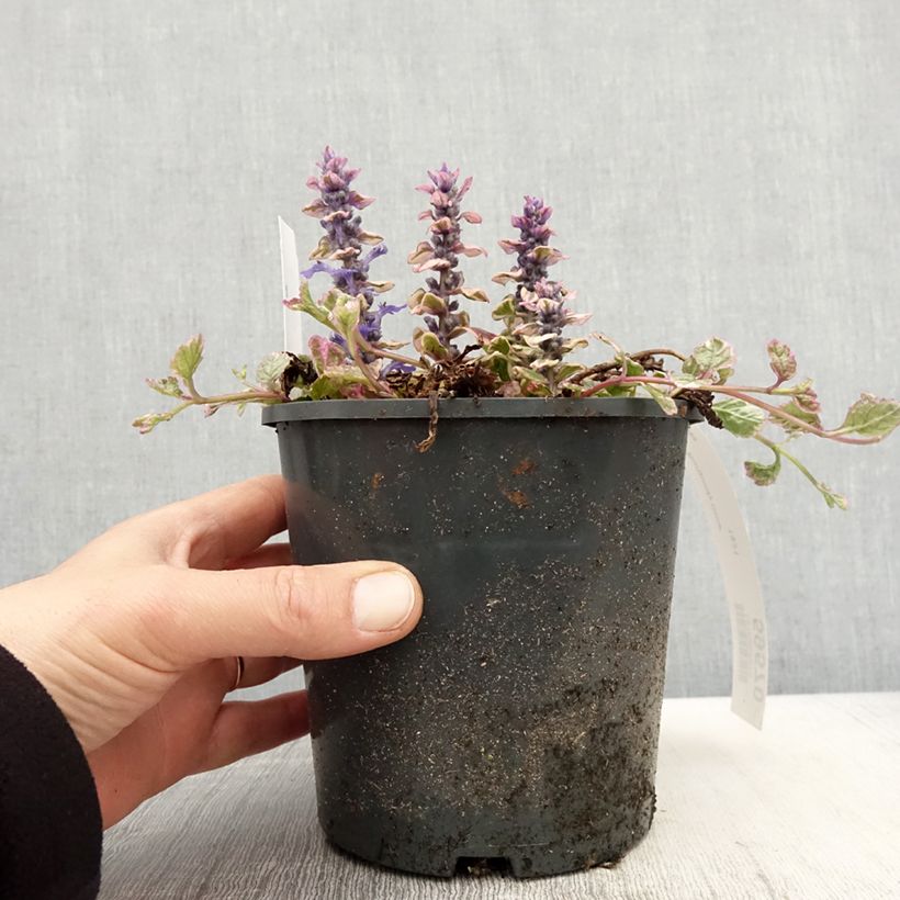 Exemplar von Ajuga reptans Burgundy Glow - Kriechender Günsel Topf mit 2L/3L wie im Frühjahr geliefert