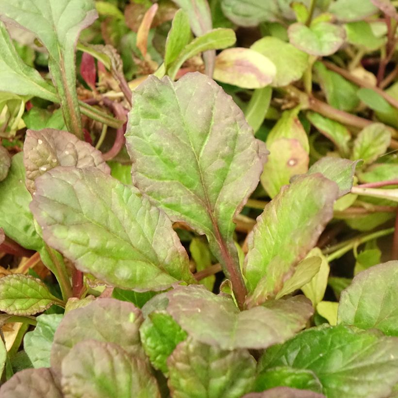 Ajuga reptans Catlin's Giant - Kriechender Günsel (Foliage)