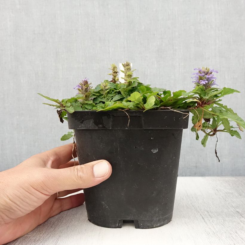 Example of Ajuga reptans - Kriechender Günsel Topf mit 2L/3L as you get in ete