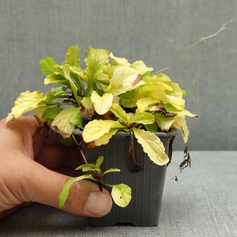 Exemplar von Ajuga reptans Gold Chang - Kriechender Günsel Kleine Töpfe von 8/9 cm wie im Sommer geliefert