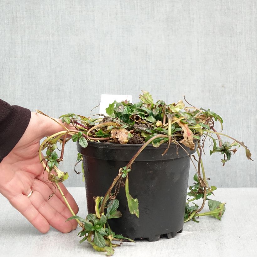 Exemplar von Ajuga reptans - Kriechender Günsel Topf mit 2L/3L wie im Herbst geliefert