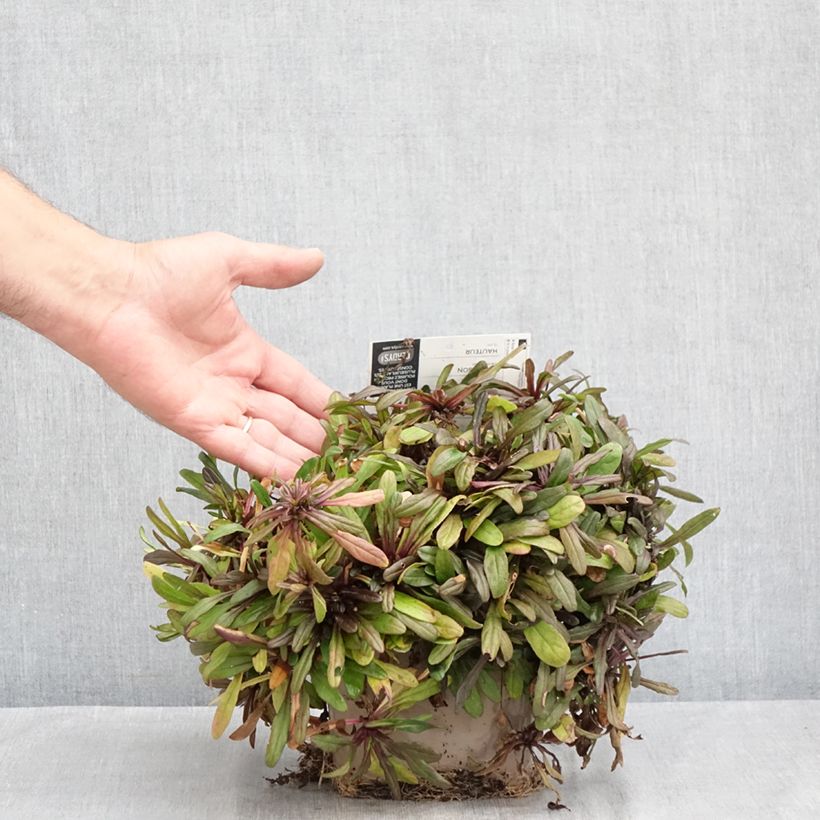 Example of Ajuga Chocolate Chip - Kriechender Günsel Topf mit 2L/3L as you get in ete