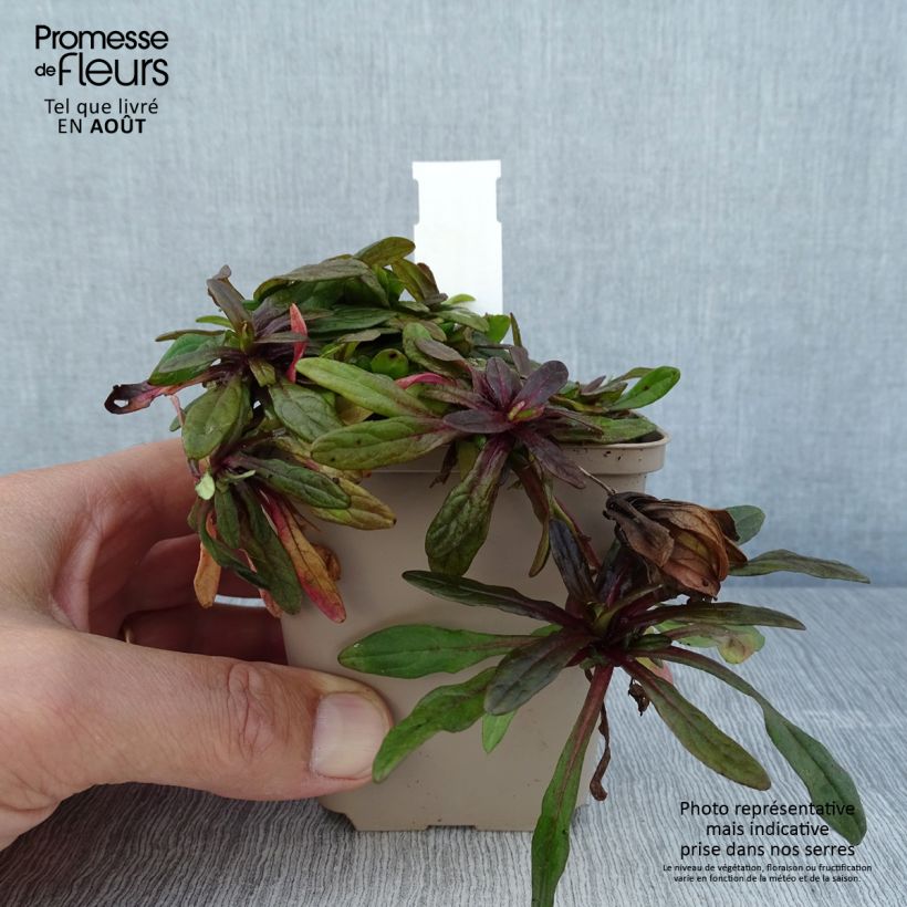 Exemplar von Ajuga Dixie Chip - Kriechender Günsel Kleine Töpfe von 8/9 cm wie im Sommer geliefert
