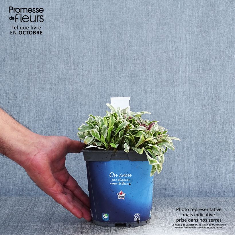 Example of Ajuga Princess Nadia - Kriechender Günsel Topf mit 1,5L/2L as you get in automne