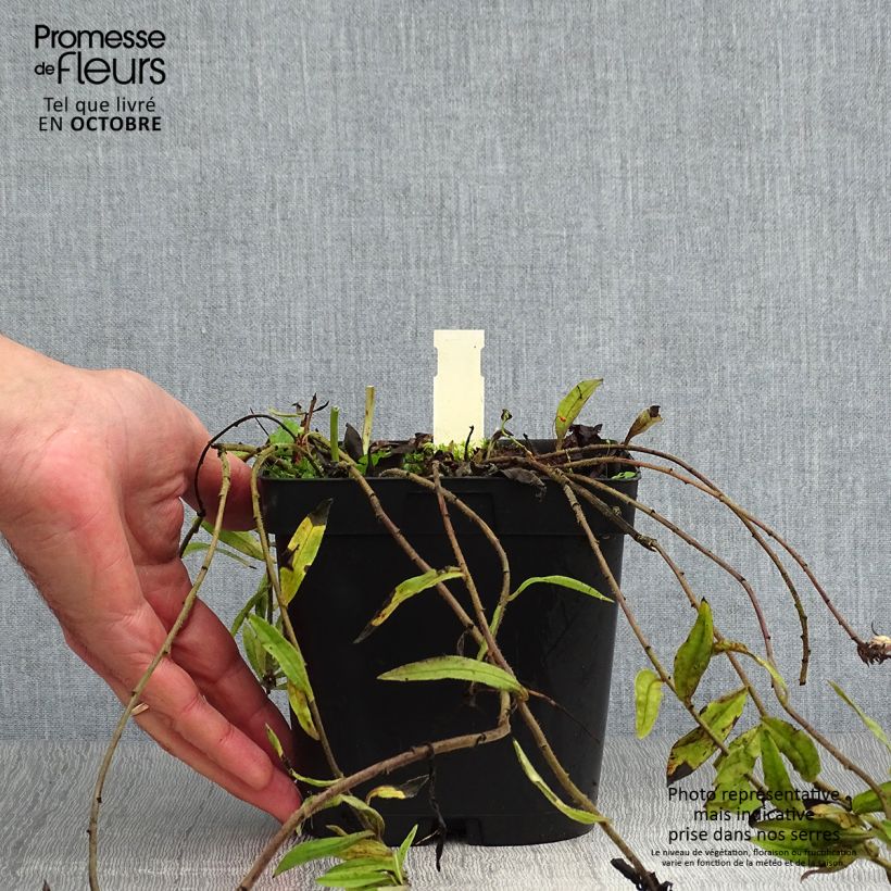 Example of Buglossoides purpurocaerulea - Blauroter Steinsame Topf mit 2L/3L as you get in automne