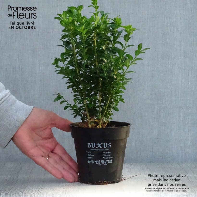 Example of Buxus sempervirens - Buschbaum Topf 12 cm / 13 cm as you get in automne