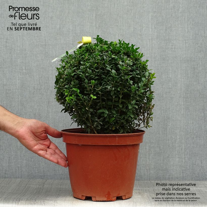 Example of Buxus sempervirens - Kugelbuchsbaum Topf mit 7,5L/10L as you get in automne