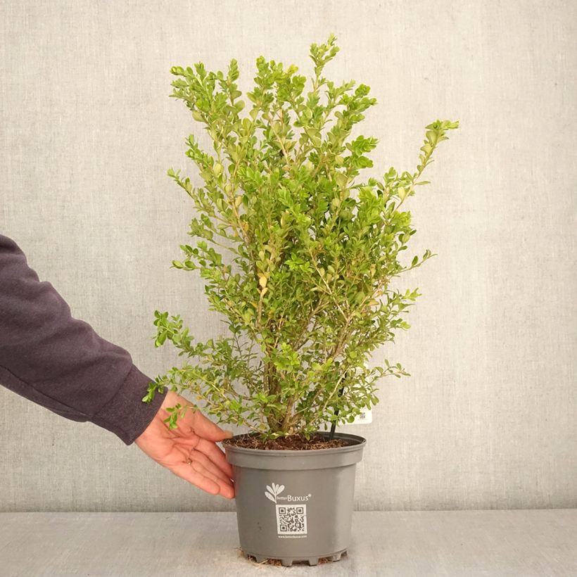 Exemplar von Buis - Buxus Betterbuxus Babylon Beauty Topf mit 3L/4L wie im Frühjahr geliefert