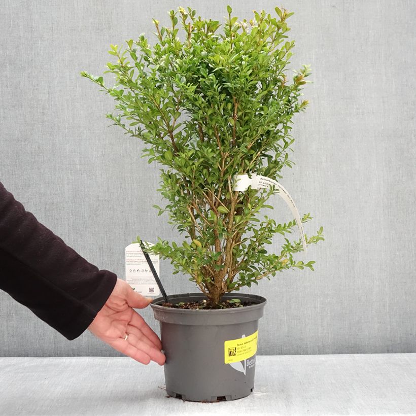 Exemplar von Buxus Betterbuxus Heritage - Buchsbaum Topf mit 3L/4L wie im Winter geliefert