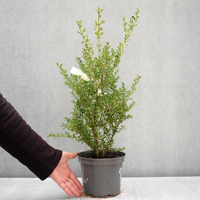 Exemplar von Buxus Betterbuxus Renaissance - Buchsbaum Topf mit 3L/4L wie im Winter geliefert