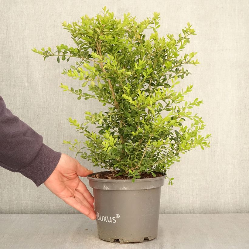 Exemplar von Buis - Buxus Betterbuxus Skylight Topf mit 3L/4L wie im Frühjahr geliefert