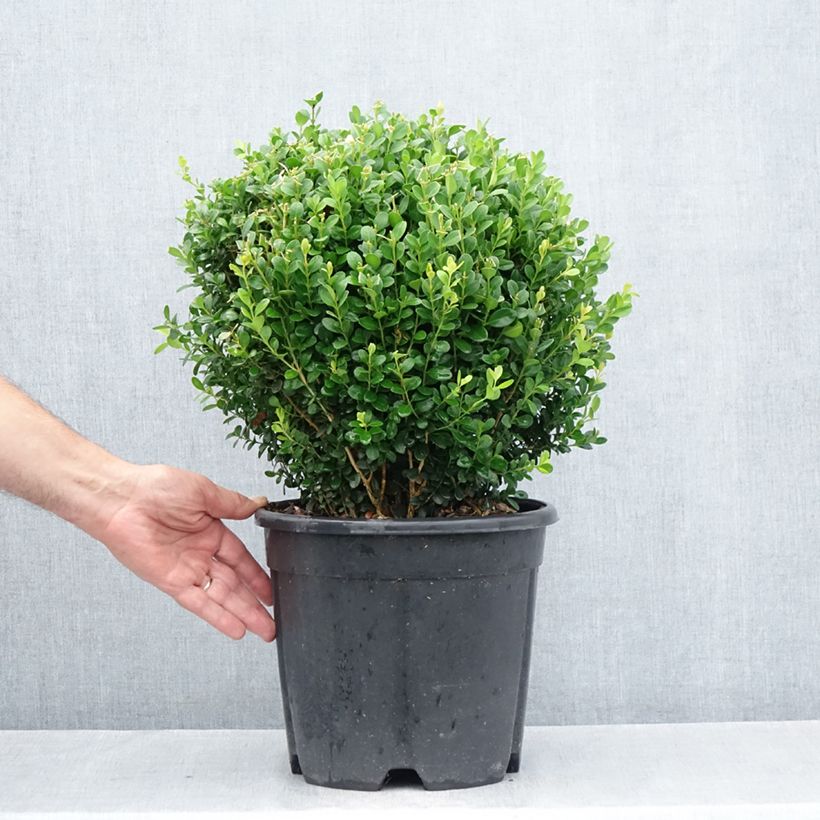 Exemplar von Buxus microphylla Faulkner - Kleinblättriger Buchsbaum Topf mit 7,5L/10L, Kugel wie im Sommer geliefert