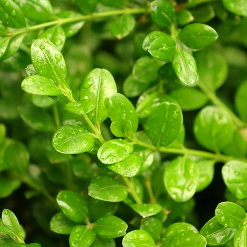 Buxus microphylla Faulkner - Kleinblättriger Buchsbaum (Foliage)