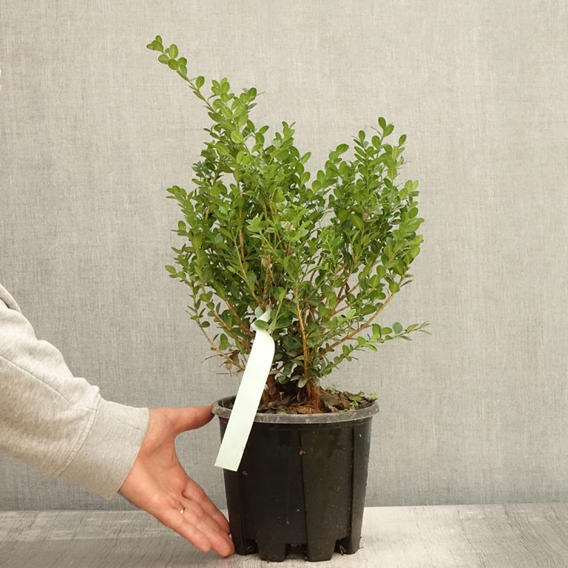 Example of Buxus microphylla Faulkner - Kleinblättriger Buchsbaum Topf mit 2L/3L as you get in automne