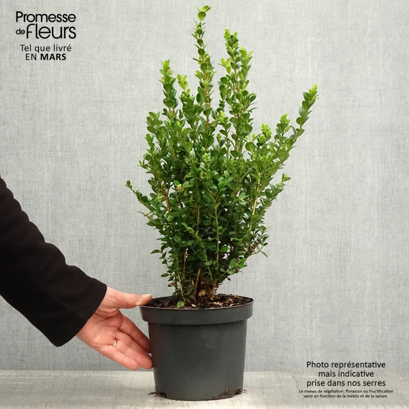 Exemplar von Buxus microphylla Faulkner - Kleinblättriger Buchsbaum Topf mit 2L/3L wie im Frühjahr geliefert