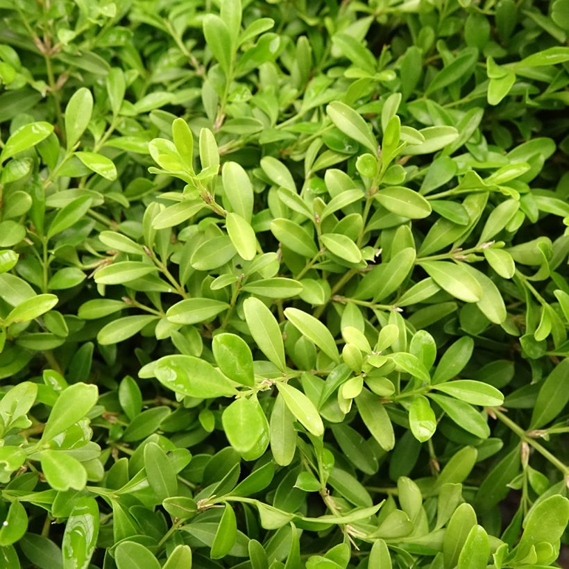 Buxus microphylla Rococo - Kleinblättriger Buchsbaum (Foliage)