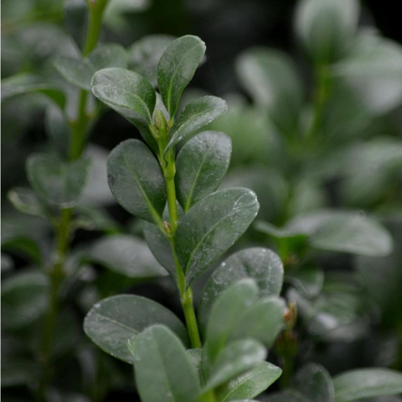 Buxus sempervirens - Buschbaum (Foliage)