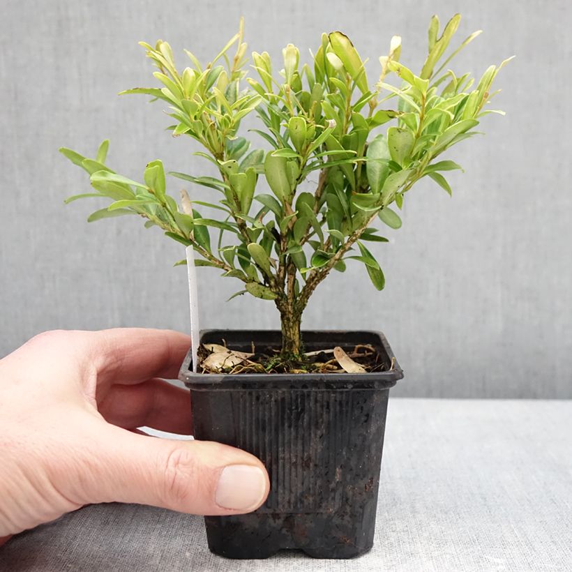 Exemplar von Buchsbaum - Buxus sinica var. insularis Mipo Kleine Töpfe von 8/9 cm wie im Winter geliefert
