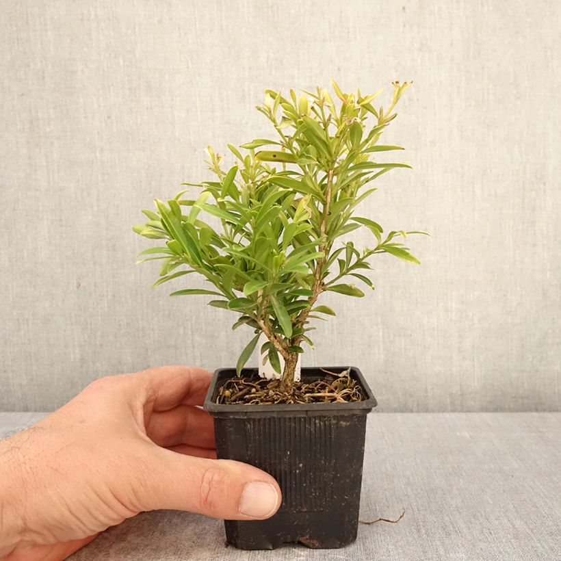 Exemplar von Buis - Buxus sinica var. insularis Mipo Kleine Töpfe von 8/9 cm wie im Frühjahr geliefert