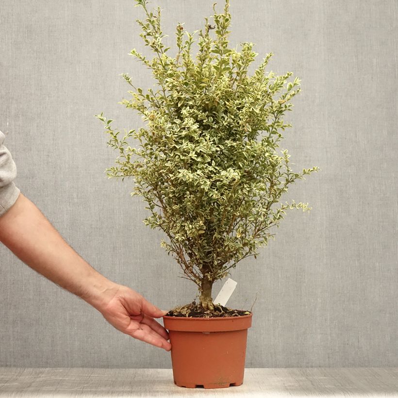 Exemplar von Buxus sempervirens Elegans - Buschbaum Topf mit 2L/3L wie im Sommer geliefert