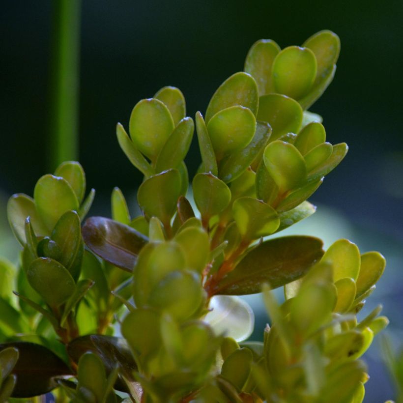 Buxus sempervirens Suffruticosa - Buschbaum (Foliage)