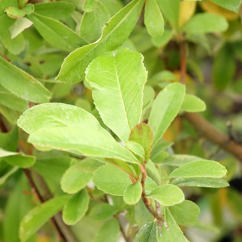 Feuerdorn SAPHYR Jaune - Pyracantha coccinea (Foliage)