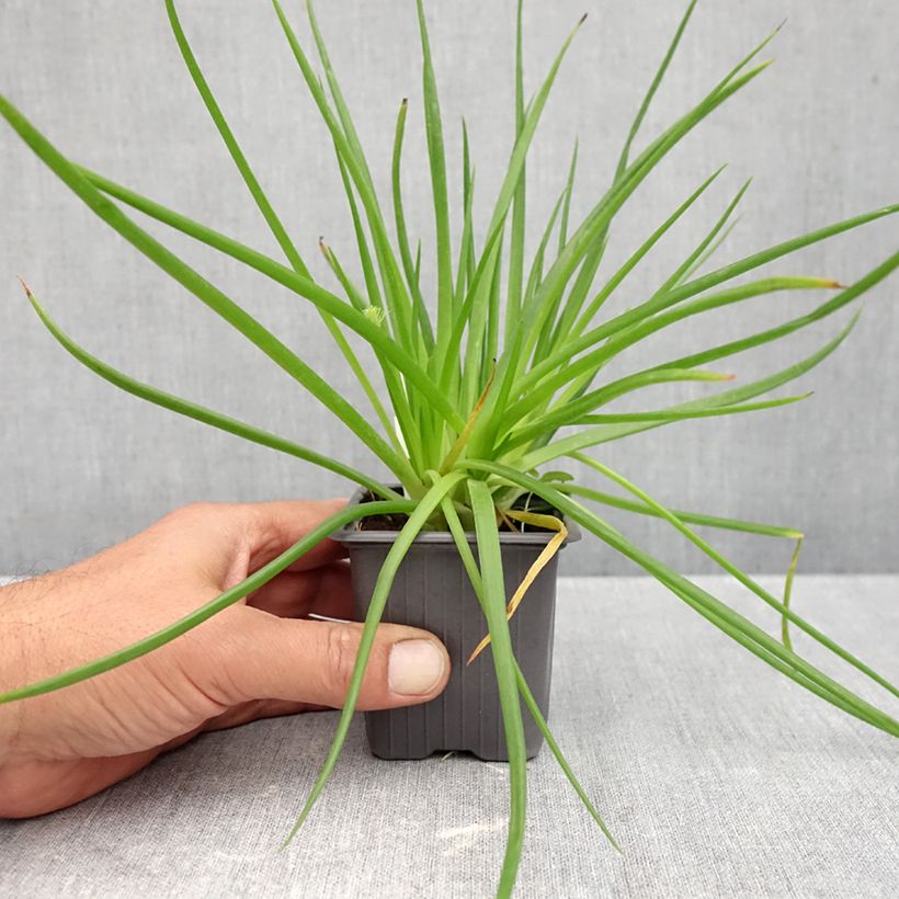 Exemplar von Bulbine frutescens Avera Sunset Orange - Katzenschwanzpflanze Kleine Töpfe von 8/9 cm wie im Herbst geliefert