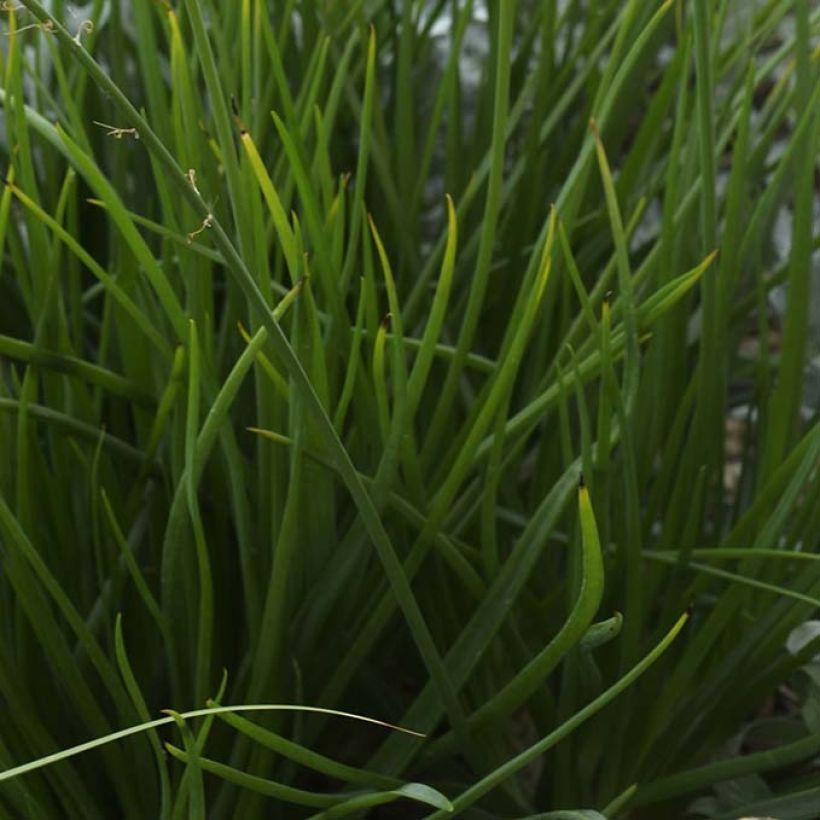 Bulbine frutescens - Katzenschwanzpflanze (Foliage)