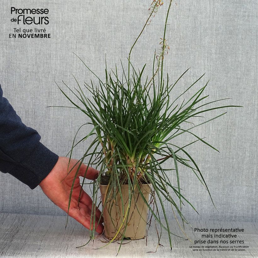 Example of Bulbine frutescens Hallmarck - Katzenschwanzpflanze Topf mit 1L/1,5L as you get in automne