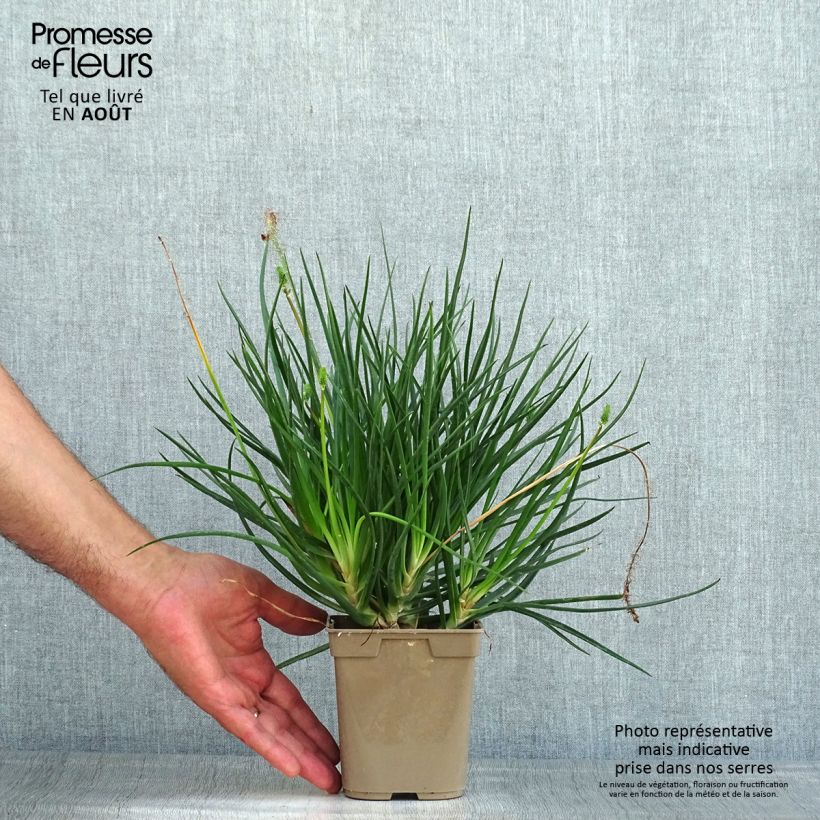 Exemplar von Bulbine frutescens Hallmarck - Katzenschwanzpflanze Topf mit 1L/1,5L wie im Sommer geliefert
