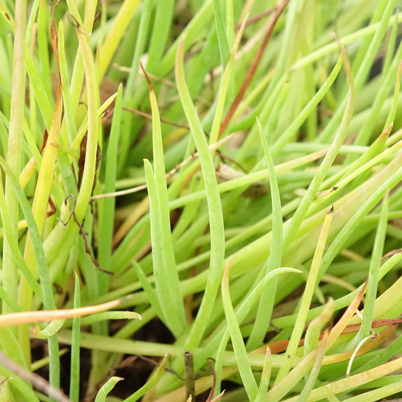 Bulbine frutescens Medicus - Katzenschwanzpflanze (Laub)