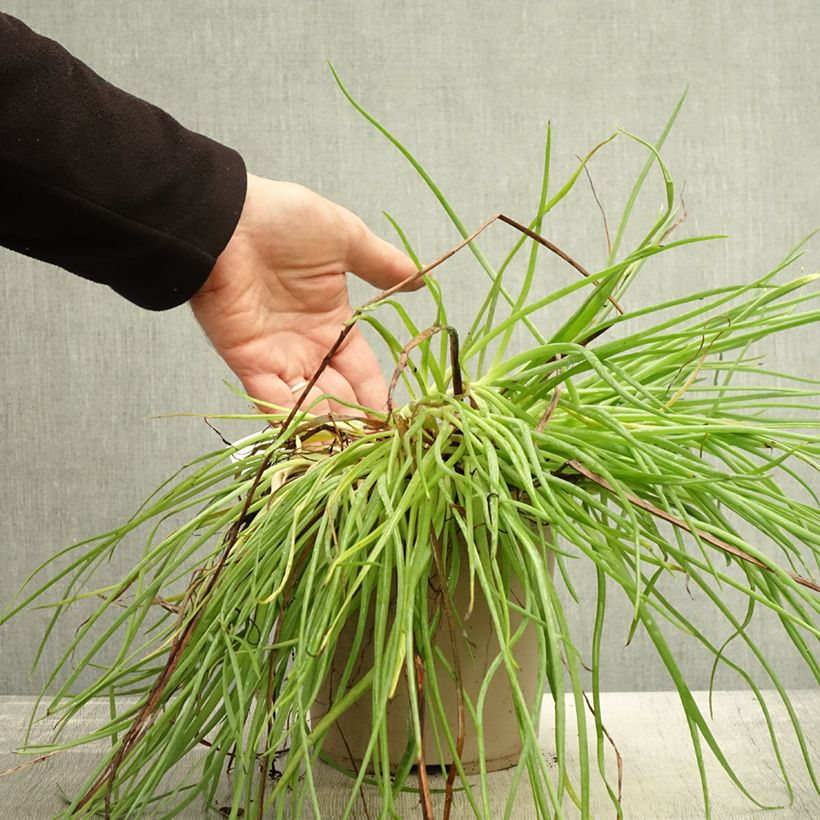 Example of Bulbine frutescens Medicus - Katzenschwanzpflanze Topf mit 3L/4L as you get in automne