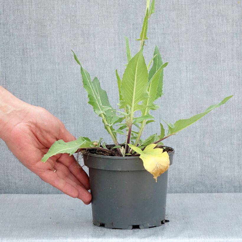 Exemplar von Morgenländische Zackenschote - Bunias orientalis Topf mit 1,5L/2L wie im Frühjahr geliefert