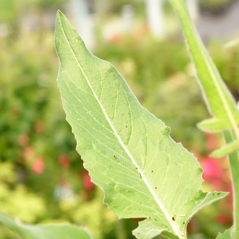 Morgenländische Zackenschote - Bunias orientalis (Foliage)