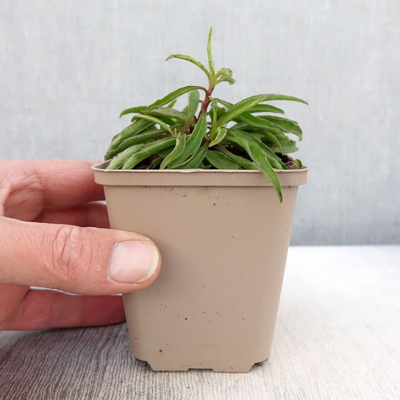 Exemplar von Buphthalmum salicifolium Alpen Gold - Weidenblättriges Ochsenauge Kleine Töpfe von 8/9 cm wie im Frühjahr geliefert