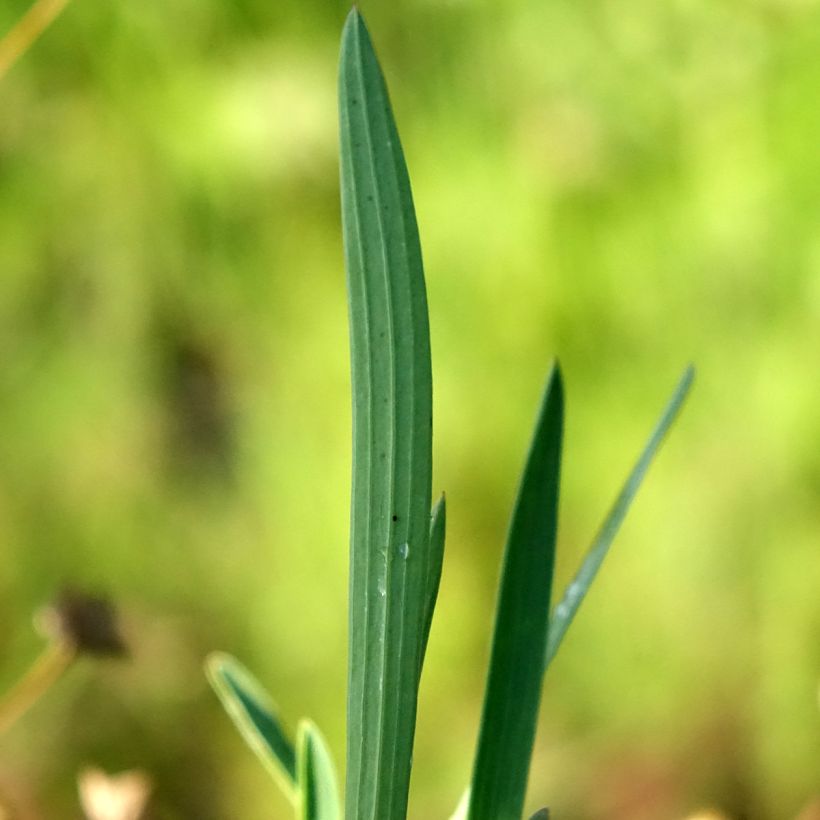 Bupleurum falcatum - Sichel-Hasenohr (Laub)