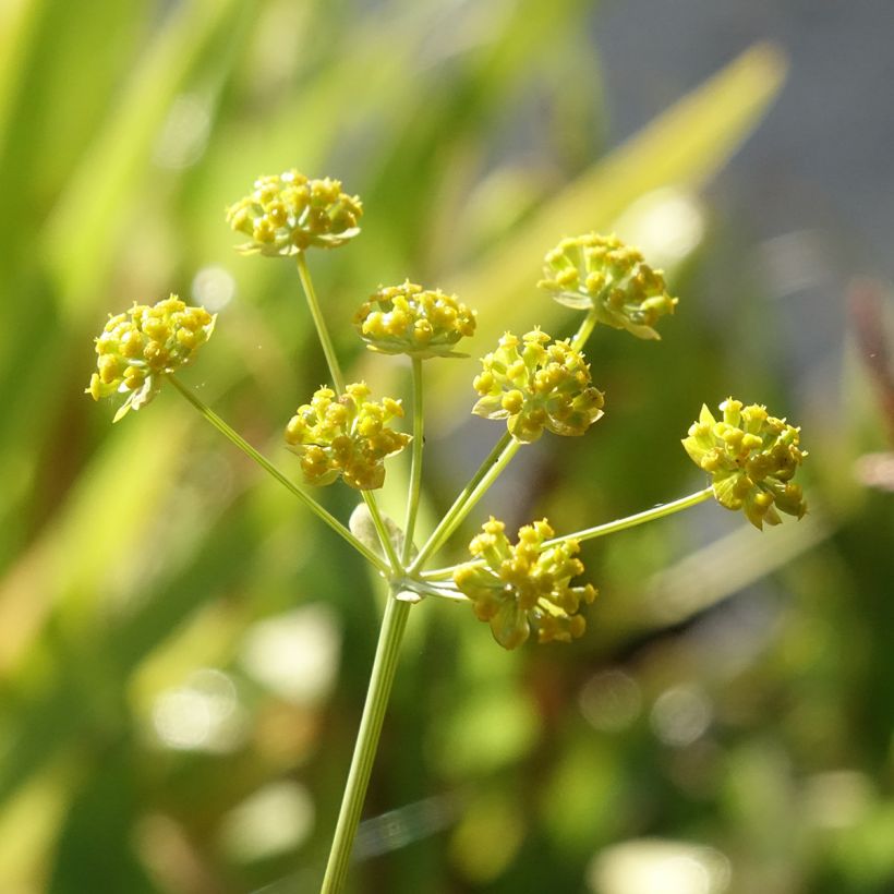 Bupleurum falcatum - Sichel-Hasenohr (Blüte)