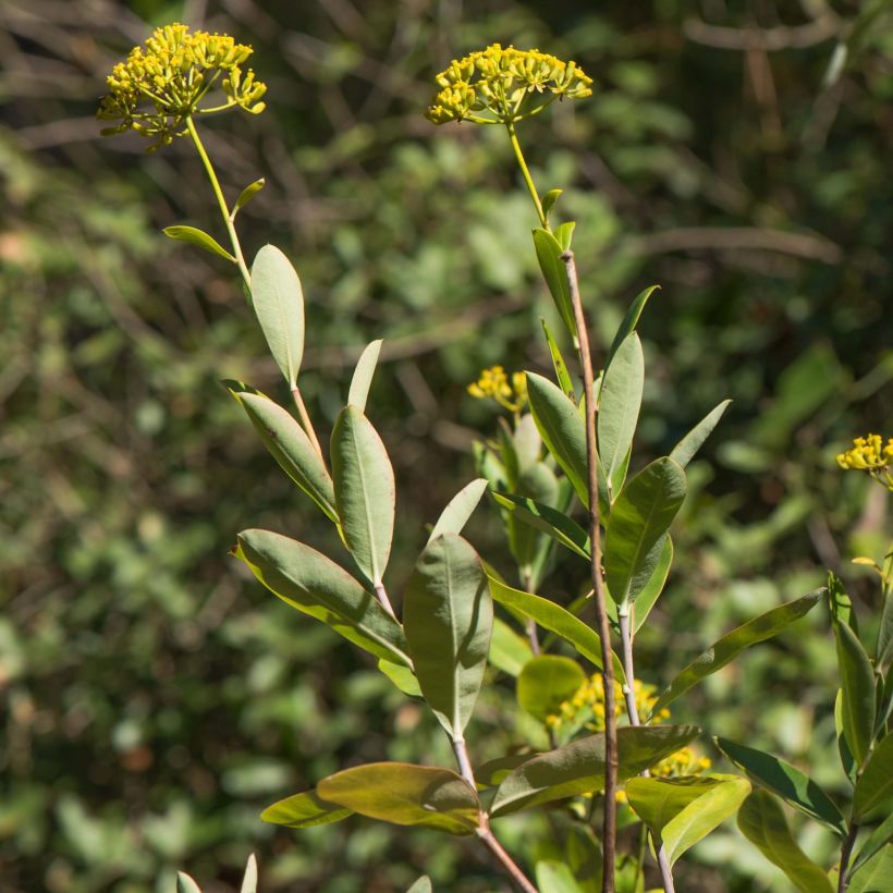 Bupleurum fruticosum - Strauchiges Hasenohr (Foliage)