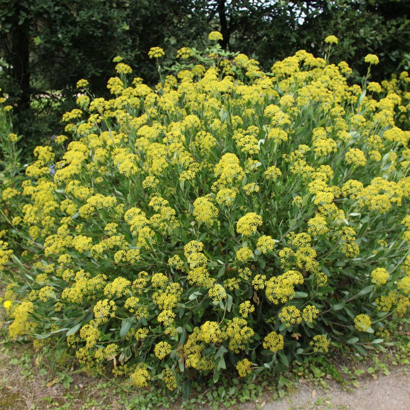 Bupleurum fruticosum - Strauchiges Hasenohr (Plant habit)