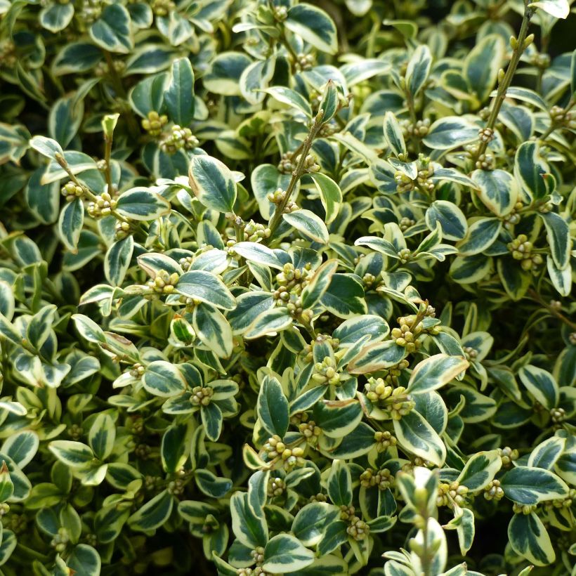 Buxus sempervirens Elegans - Buschbaum (Foliage)