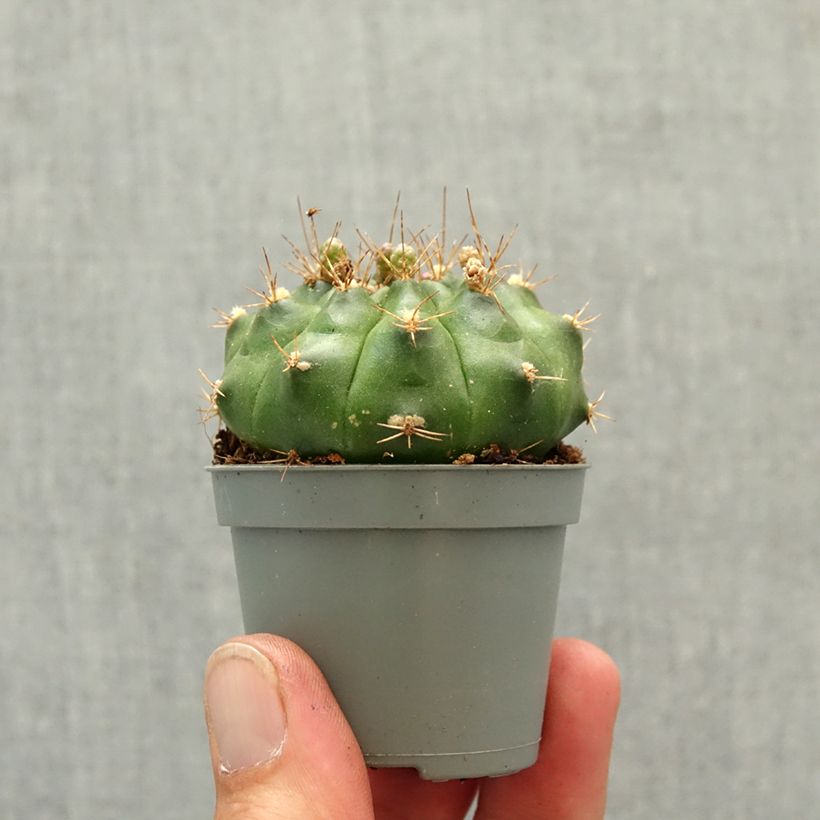 Exemplar von Cactus araignée - Gymnocalycium baldianum Mini-plante wie im Frühjahr geliefert