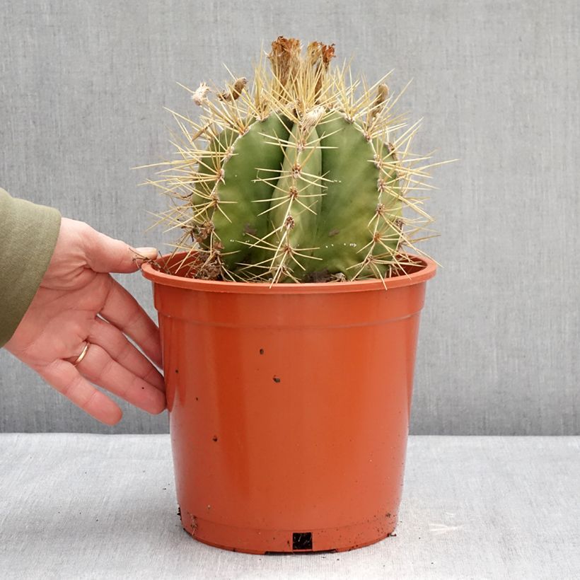 Exemplar von Kaktus - Astrophytum ornatum Topf mit 4L/5L wie im Winter geliefert
