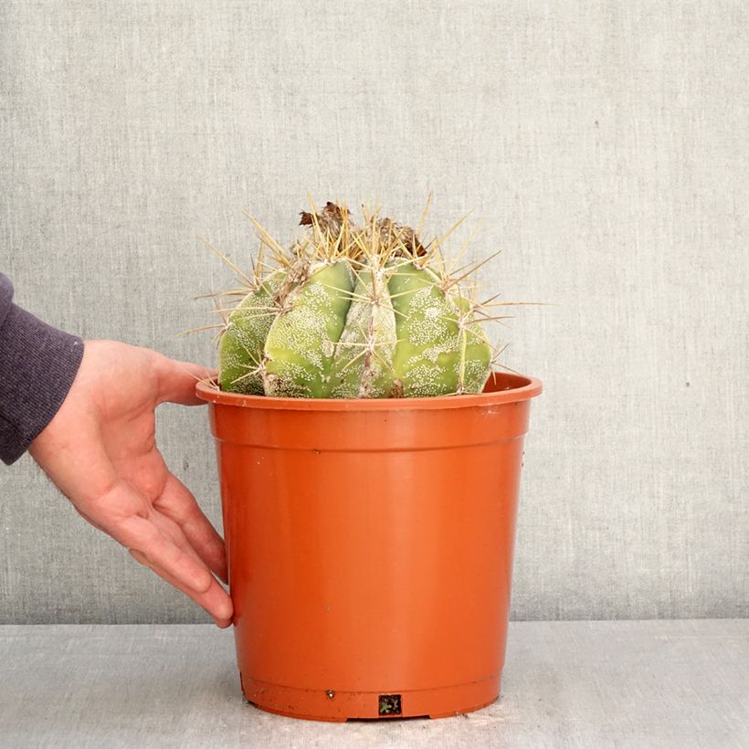 Exemplar von Kaktus - Astrophytum ornatum Topf mit 4L/5L wie im Frühjahr geliefert