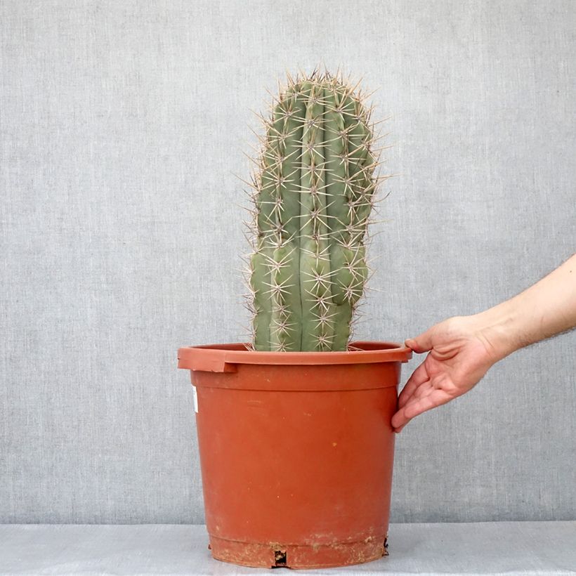 Example of Echinopsis pasacana - Stangenkaktus Topf mit 12L/15L as you get in automne