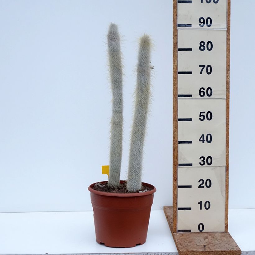 Exemplar von Cleistocactus strausii - Silberkerzenkaktus Topf mit 12L/15L wie im Winter geliefert