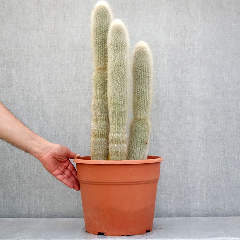 Example of Cleistocactus strausii - Silberkerzenkaktus Topf mit 12L/15L as you get in printemps