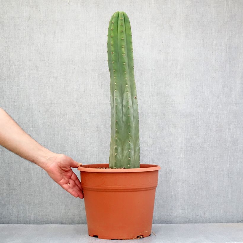 Example of San-Pedro-Kaktus - Trichocereus pachanoi Topf mit 12L/15L as you get in automne