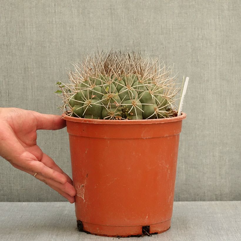 Exemplar von Kaktus - Gymnocalycium saglionis Topf mit 4L/5L wie im Sommer geliefert