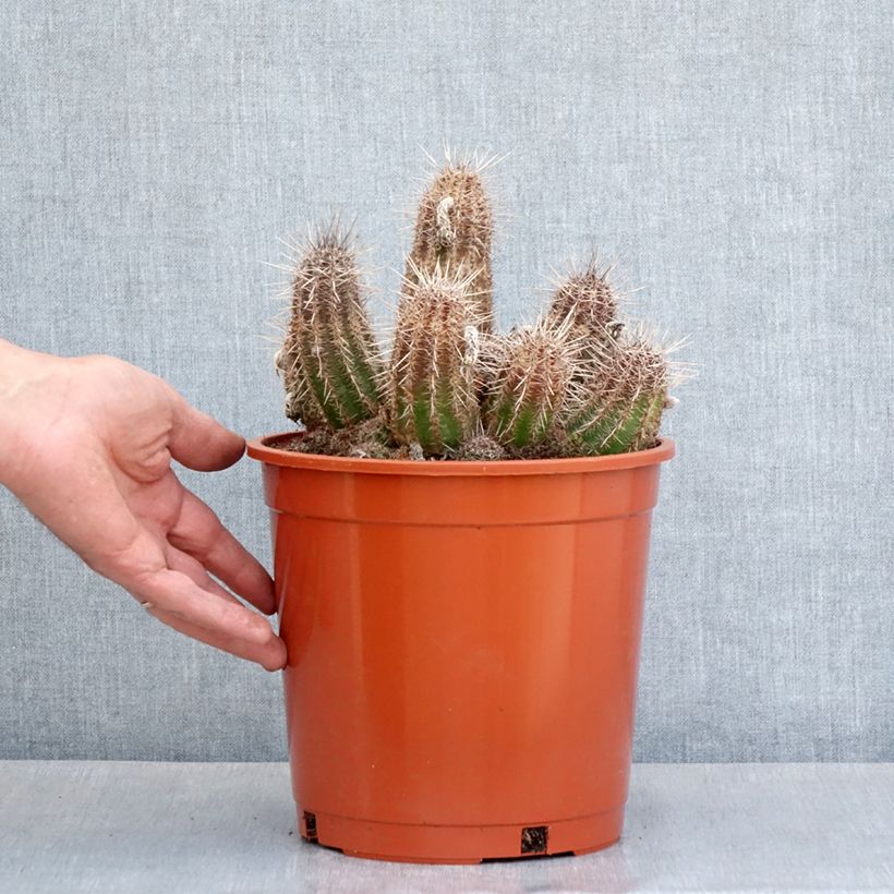 Example of Kaktus - Lobivia cardenasiana Topf mit 4L/5L as you get in printemps