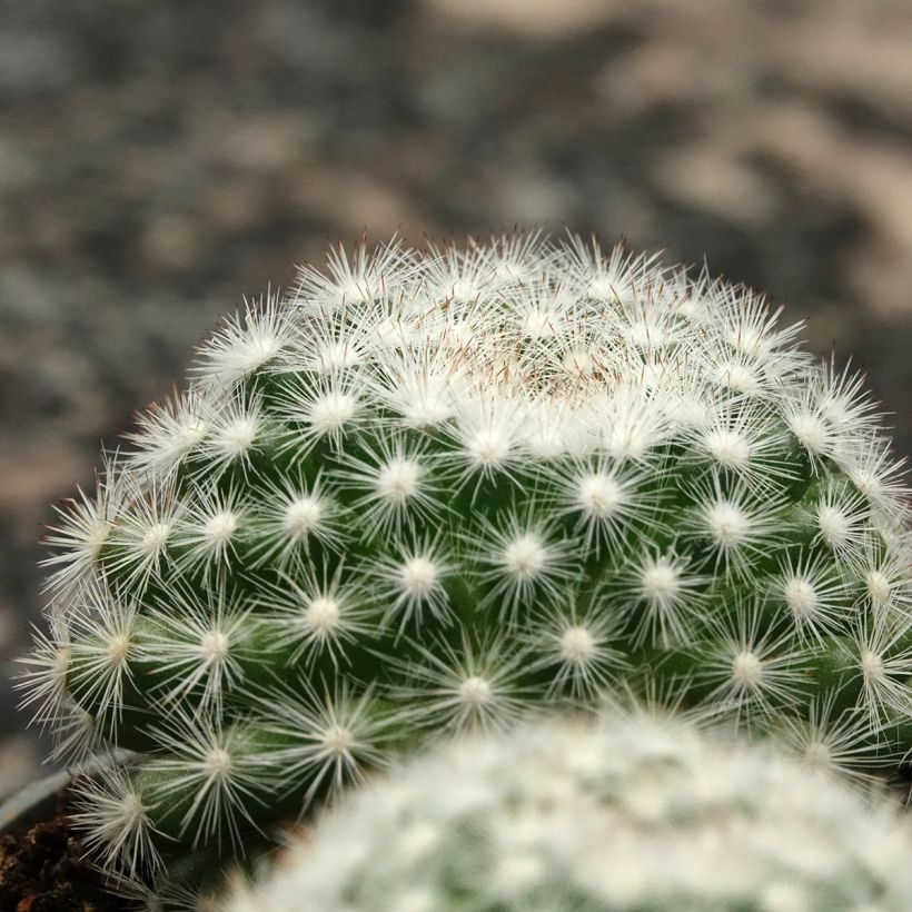 Kaktus - Mammillaria candida (Laub)